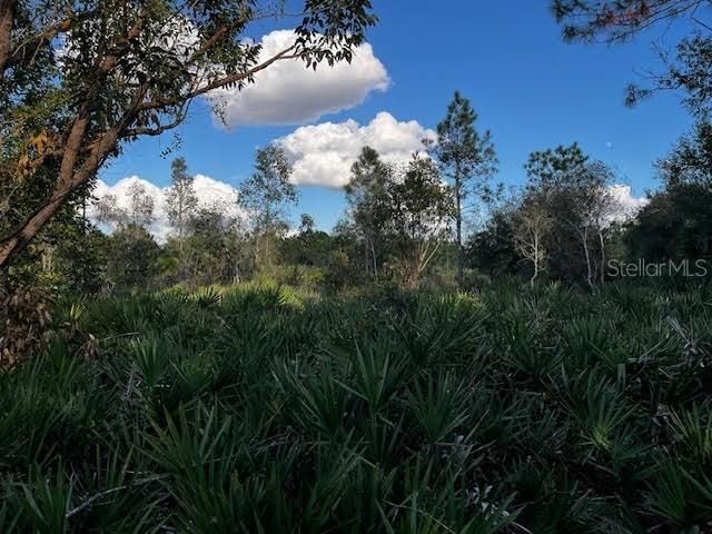 Dense Interior with Eucalyptus tree on left and palmetto prairie area.