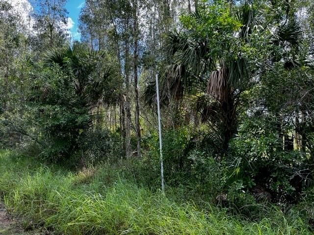 #3 Eugene Drive:  White PVC pipe marks the 5 acres SW corner.  This point is about  630 feet west of the SE corner of the 5 acres.