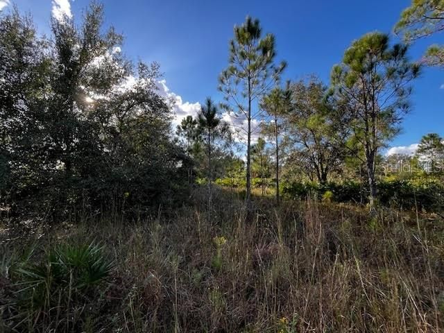 Interior View.  There are areas like this that are near the Scrubby Oak growth where there are native grasses for deer and other animals to graze.  Did not see any rabbit sign but they are certainly nearby.