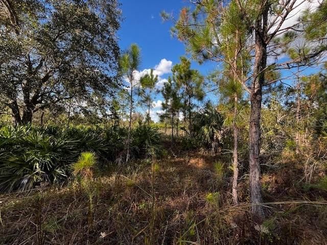 Pine outcropping.