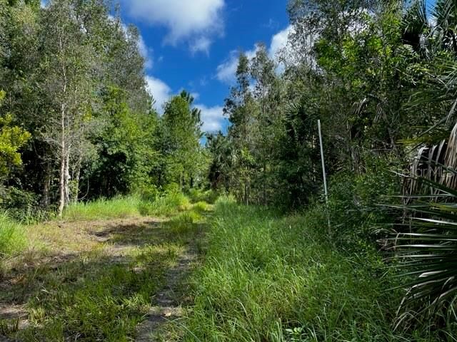 #1:  Eugene Drive looking north toward roads end about 660 feet north. White PVC pipe marks the 5 acres SW corner.  This point is about 1.88 miles north of SR74.