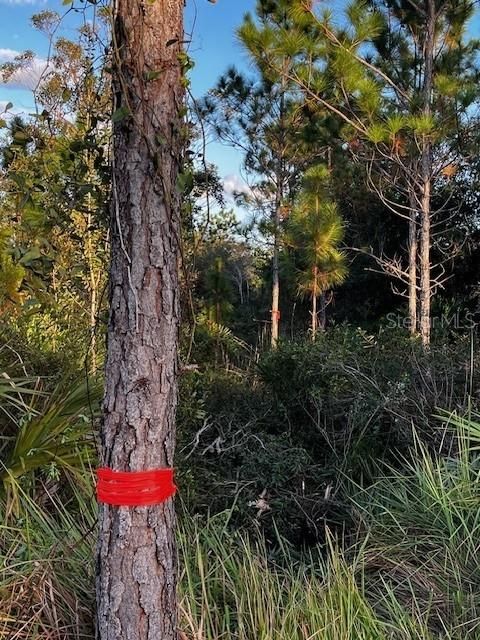 Pine tree wrapped in orange surveyor tape marks trail into property.  Cross ditch carefully and follow tape eastward into property.