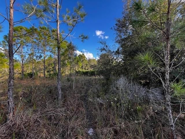 Game trail which runs basically east west.   Trail appears to be going in the direction of a reservoir on an orange grove which borders the west side of Golden Ranches subdivision about 330 feet west the 5 acres road frontage.