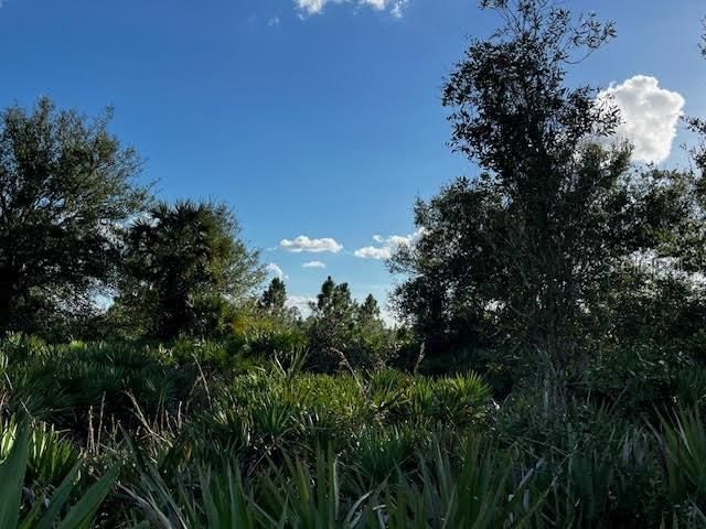 View north from eastern interior of acreage.