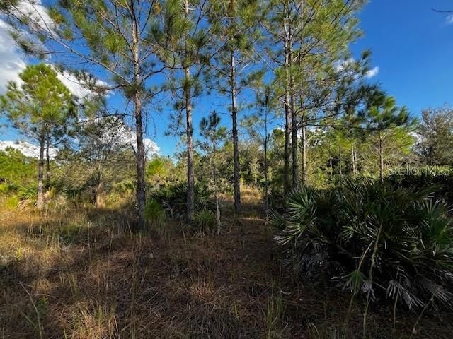 Interior View with scattered pine, oak nearby and palmetto.