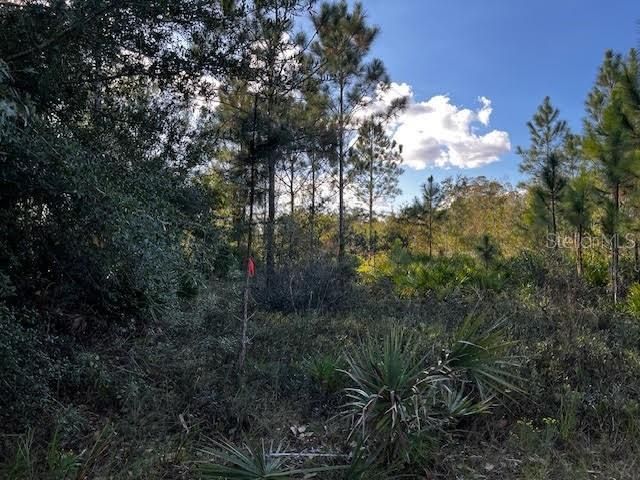 Interior view and a trail marker with Orange survey tape.