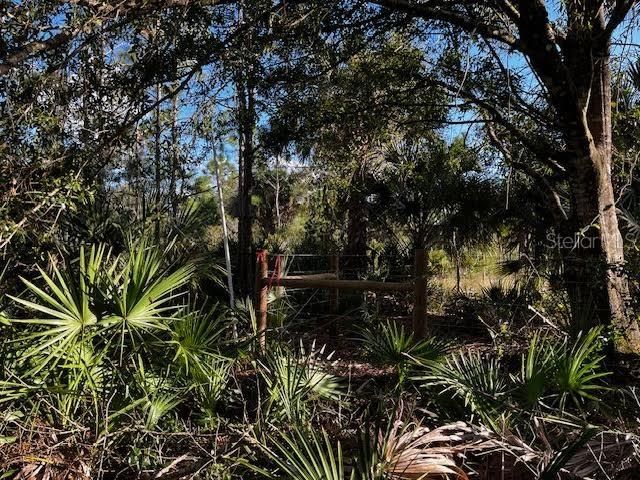 #2:  Close up of the densely forested area at the SE corner of the 5 acres.  In photo center in the distance you can see the neighbors fence post corner and SE corner.