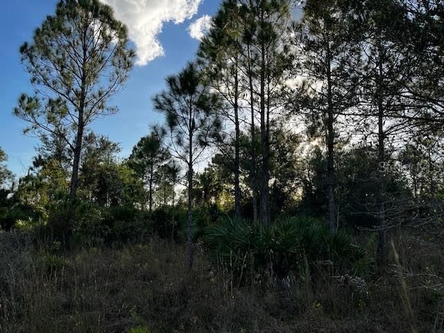 Pine prairie with palmetto.