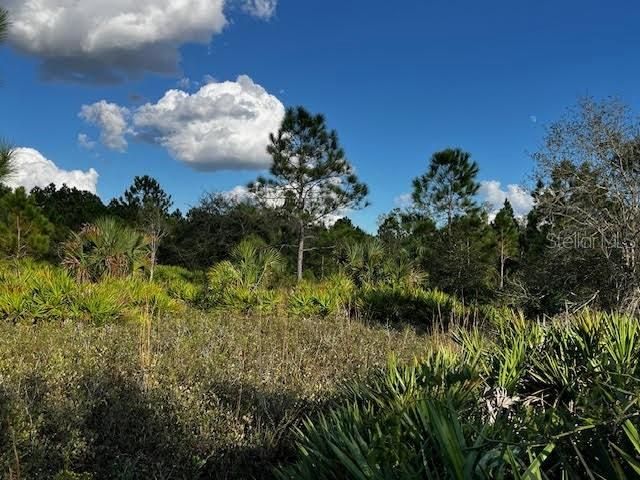 Scrubby oak outcropping can be seen from lower left corner leading in a direction toward upper right.  Ideal for turkey, hog and deer.