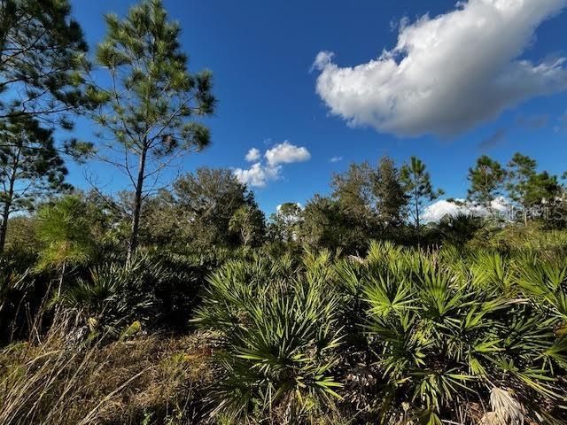 Interior exhibiting how dense portions of the 5 acres can be found.