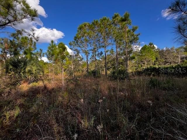 Pine prairie with great sight distance.