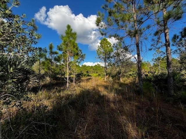 Pine prairie with great sight distance.