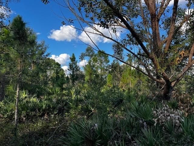 Dense Interior with Eucalyptus tree.