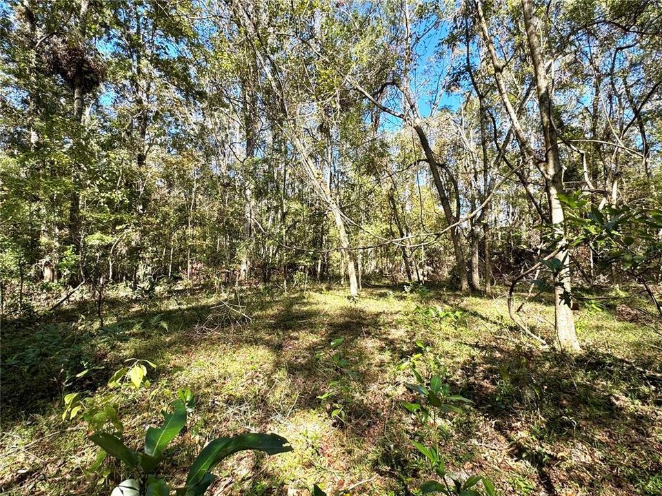 En Venta: $82,000 (3.14 acres)