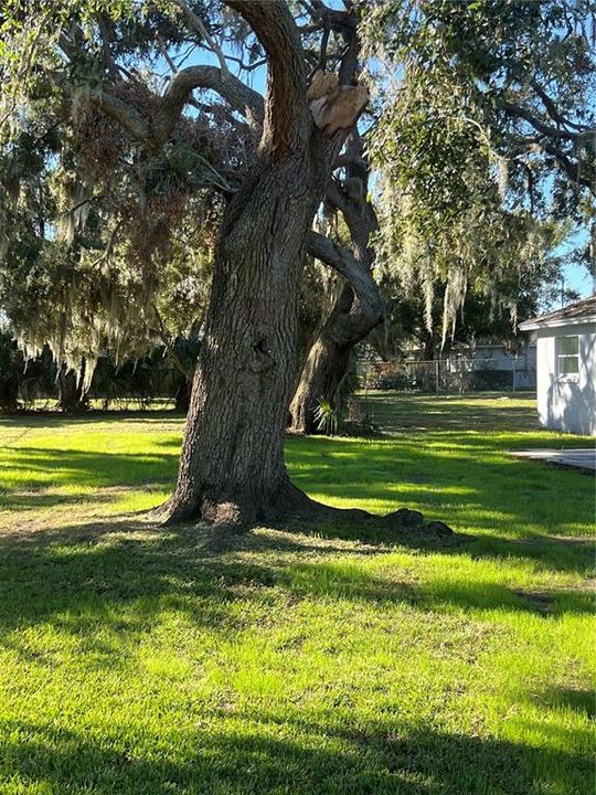 Landscaped side/backyard