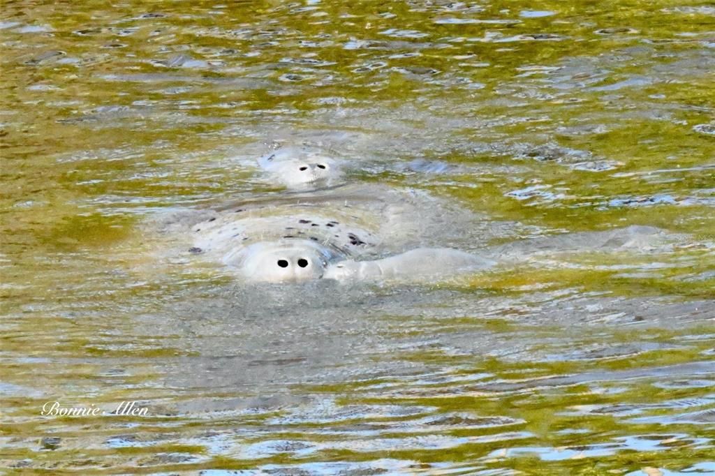 Manatee family gathering