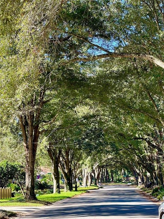 Tree lined Bent Oaks Blvd