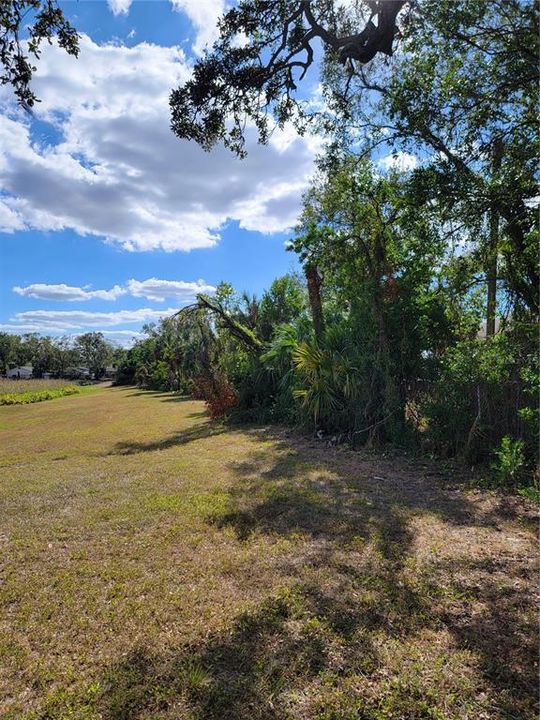 tree line along east side of the property