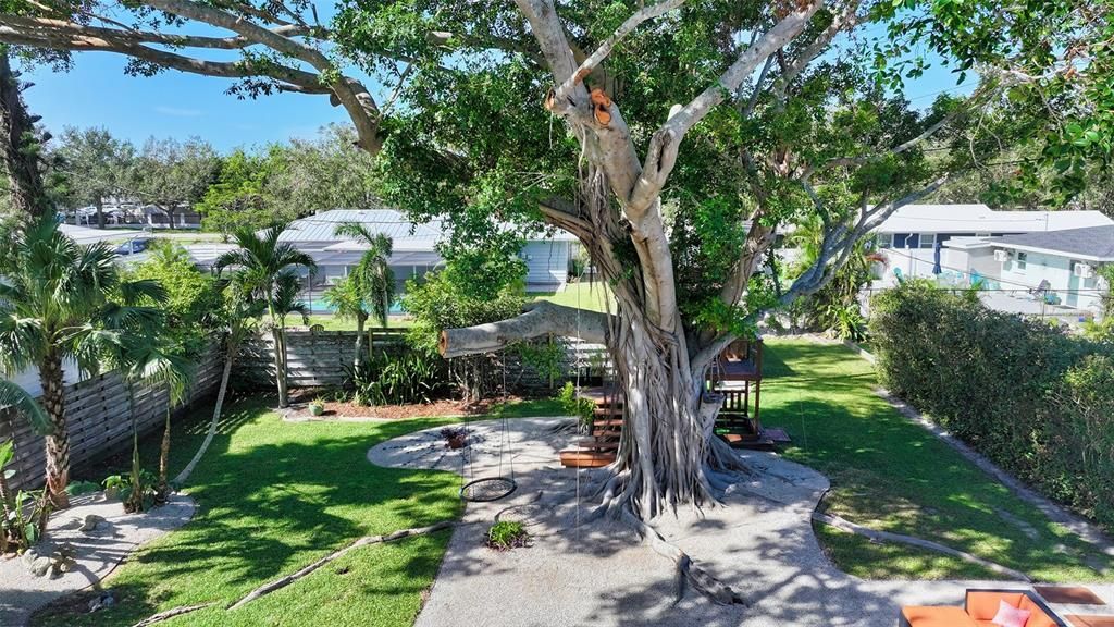 backyard with beauriful banyan tree