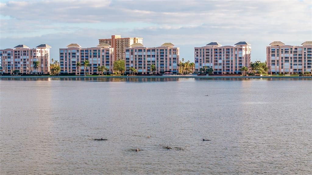 Dolphin watching directly from your balcony