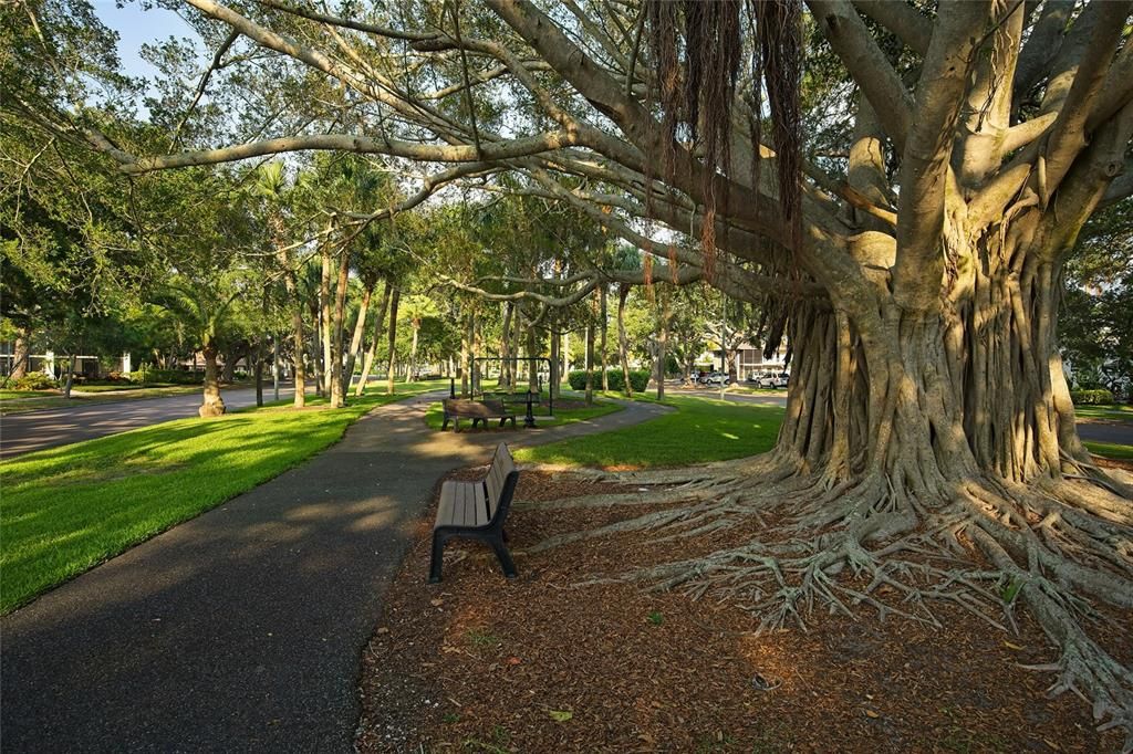 Venice Island Banyan Tree