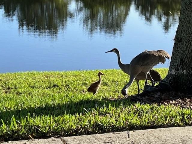 Sandhill cranes