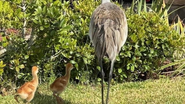 Sandhill cranes