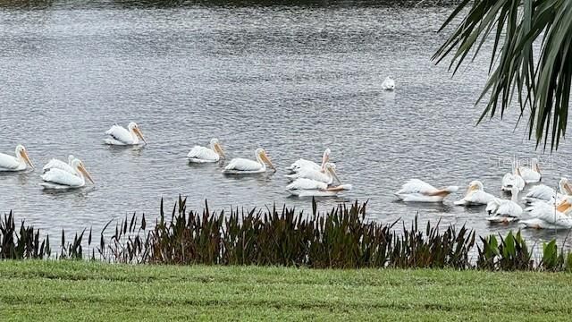 Original snowbirds, view from our lanai