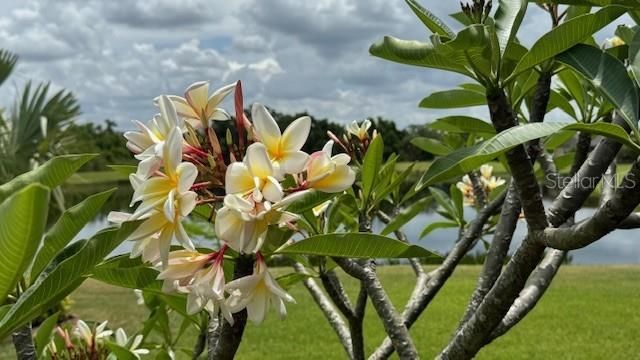 Plumeria when in bloom