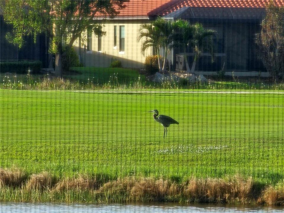 Abundant birdlife in this Audubon-Certified Wildlife Sanctuary