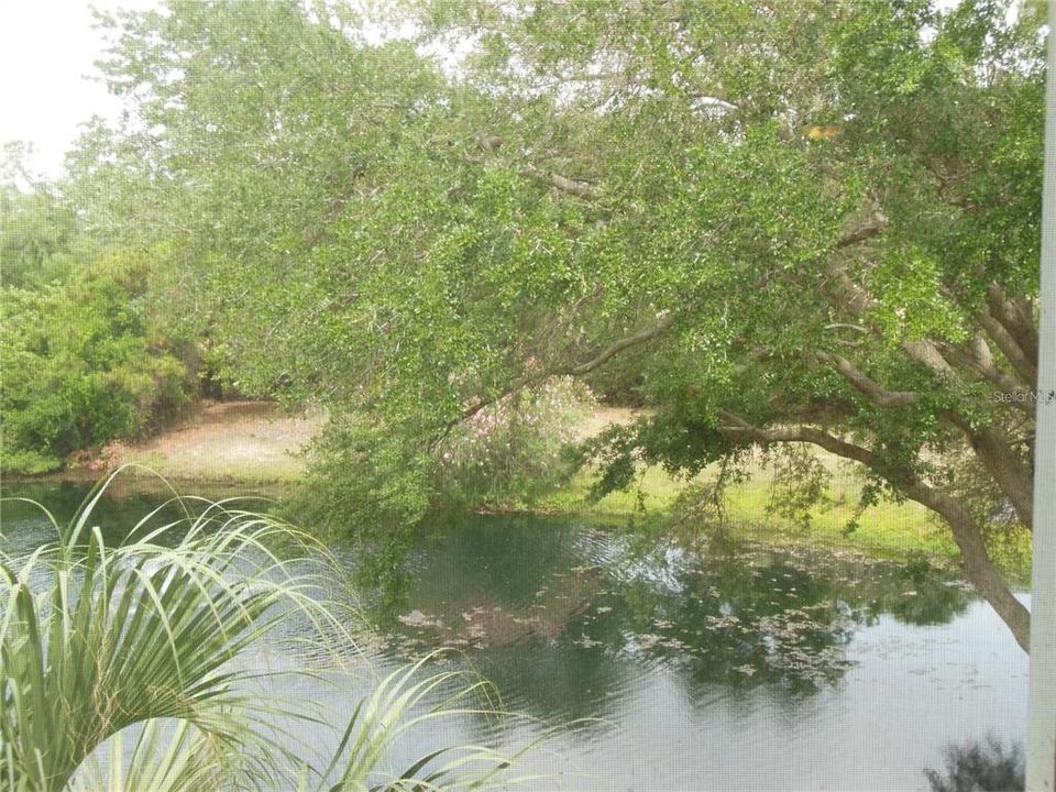 View from patio