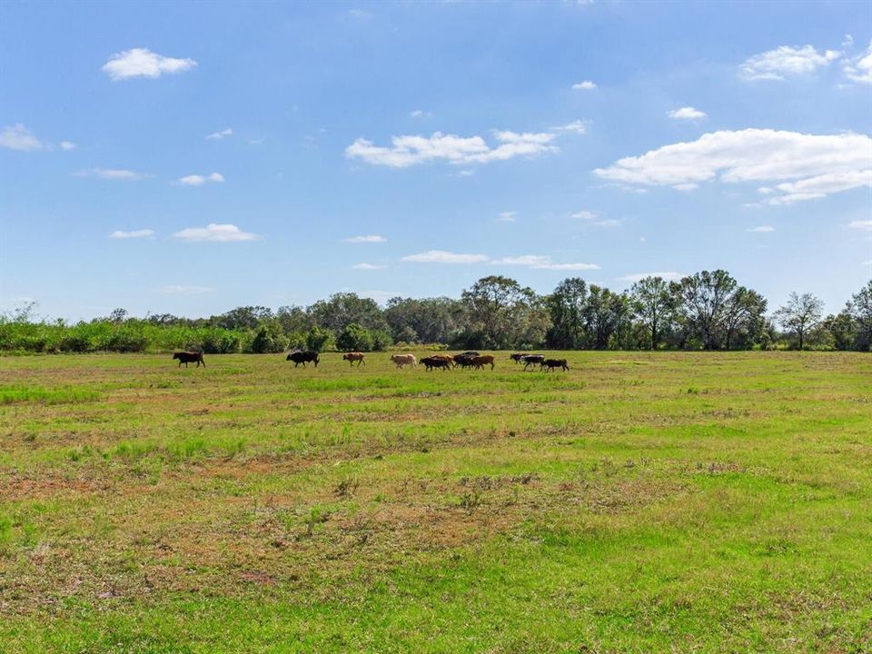 Active With Contract: $915,000 (61.61 acres)