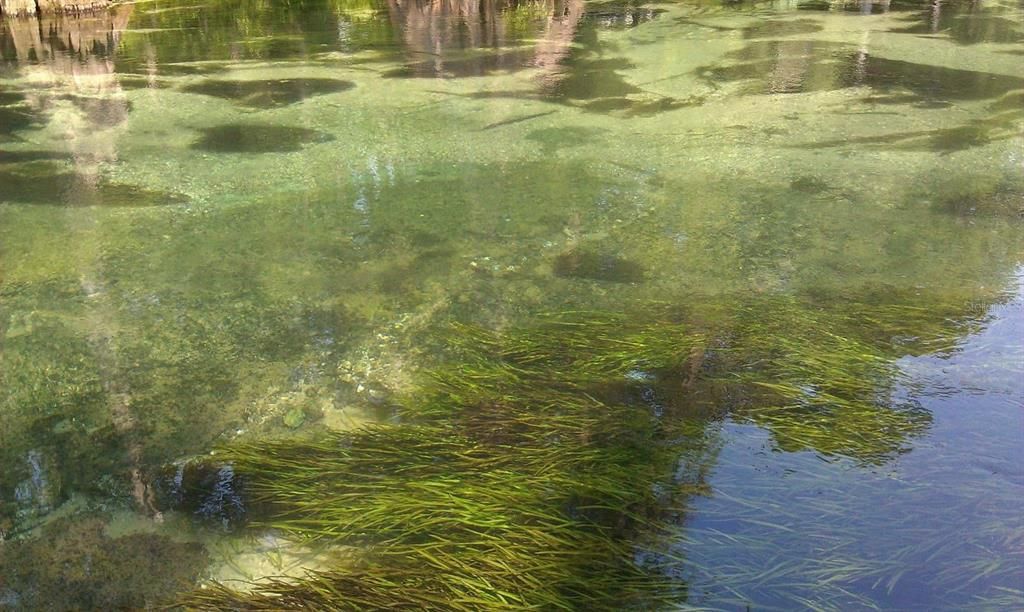 Ichetucknee River