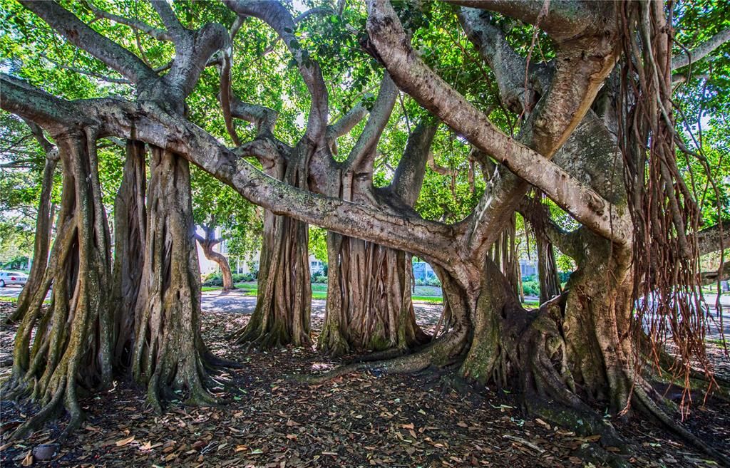 Banyan Trees on West Venice Avenue