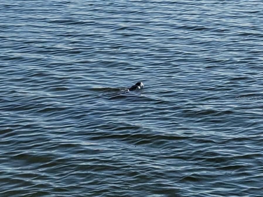 DOLPHINS FROLICKING IN BAY CAN BE SEEN FROM YOUR BALCONY