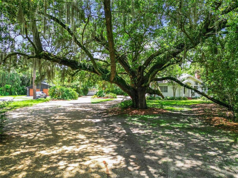 Drive way leading up to the house.