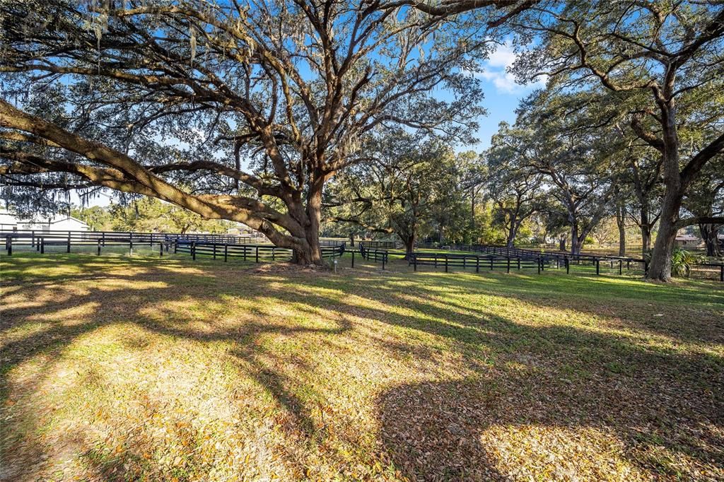 Back Paddock