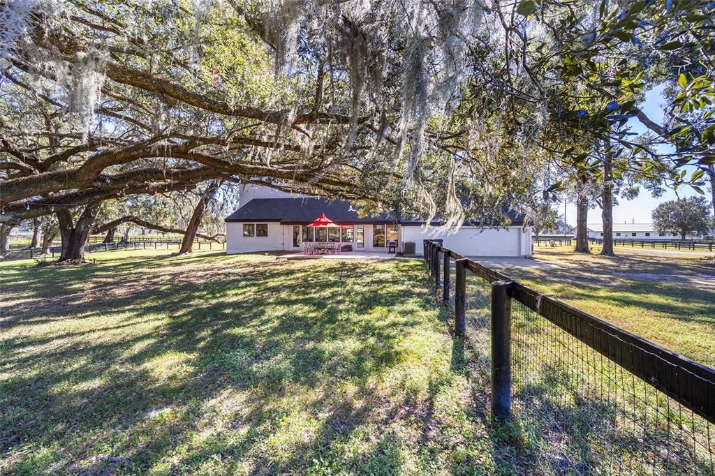 Live oaks and Back of house