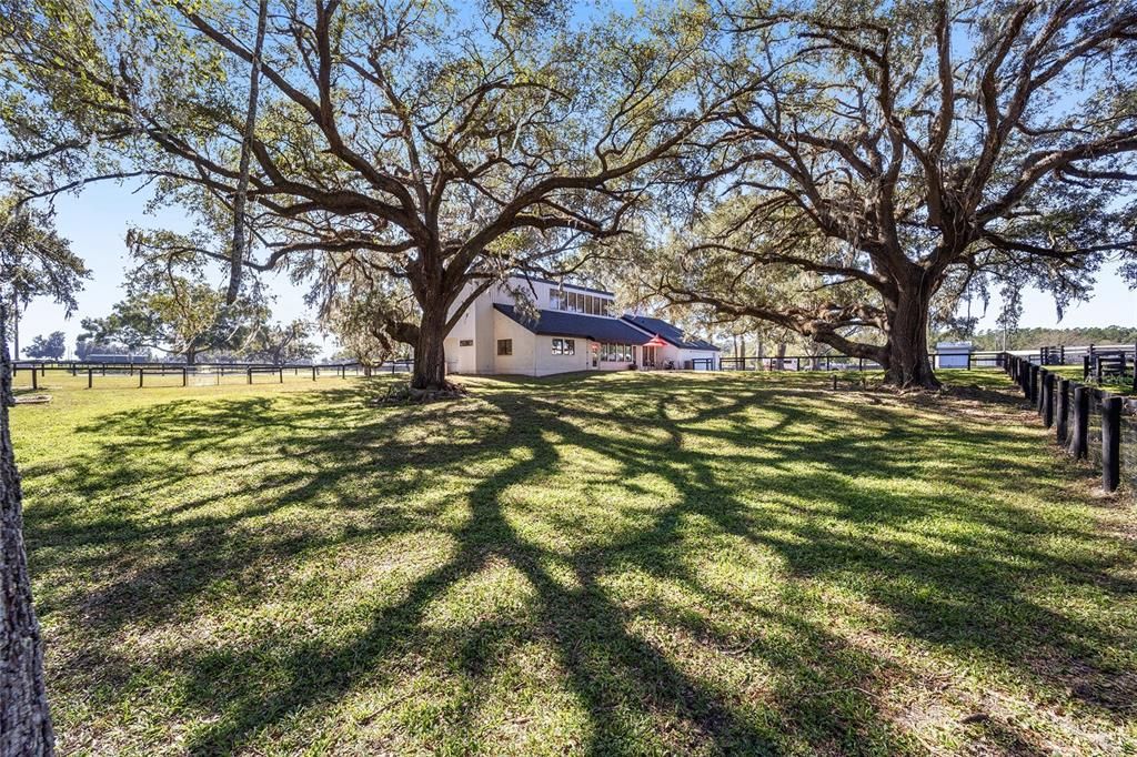 Live Oaks and Back of House