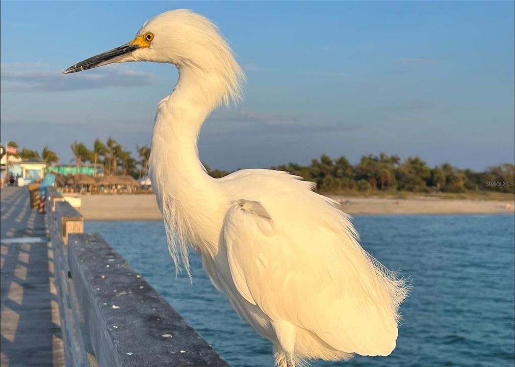 Pier at Sharki's