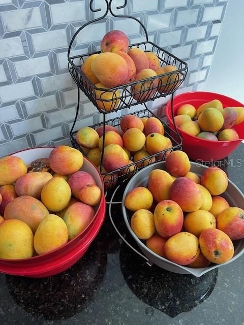 mangoes from the tree