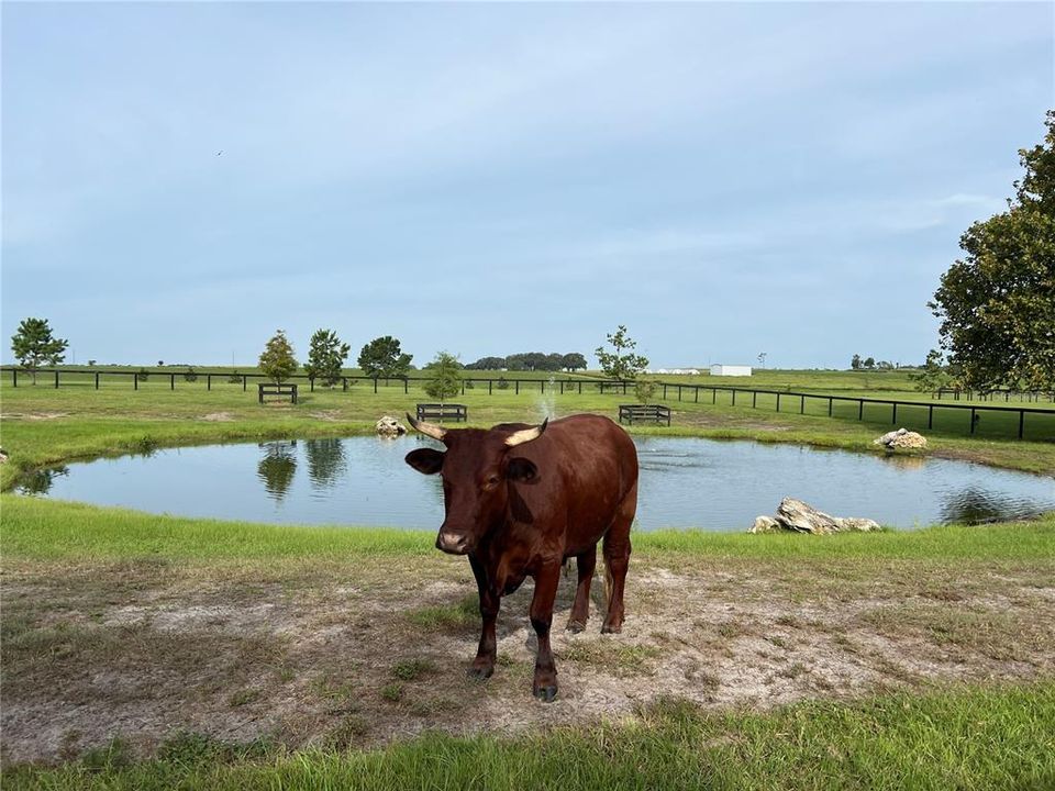 Paddock with pond