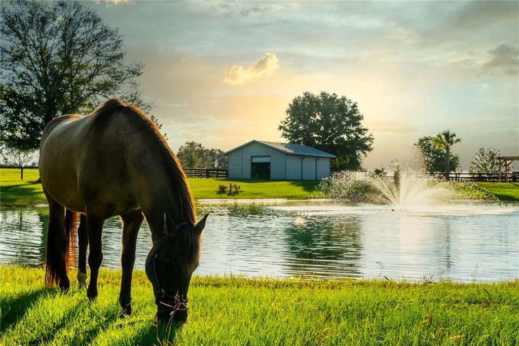 Main pond to swim the horses