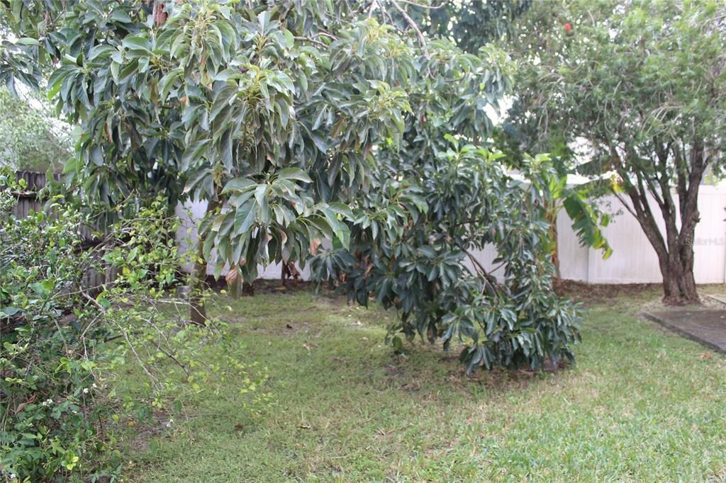 Mature fruit trees