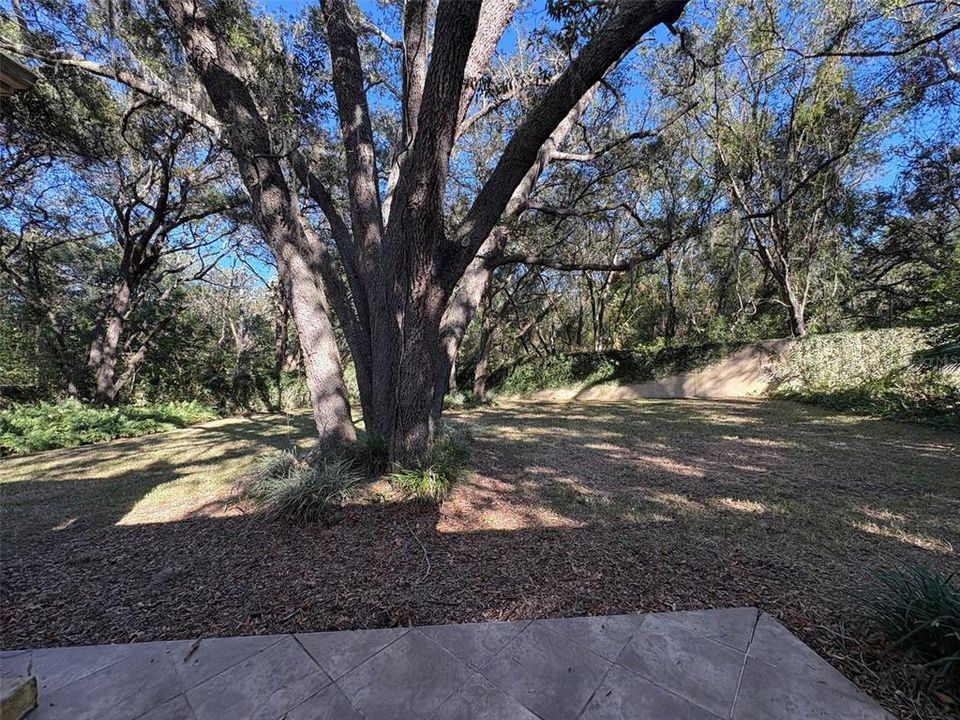 Yard with patio and trees