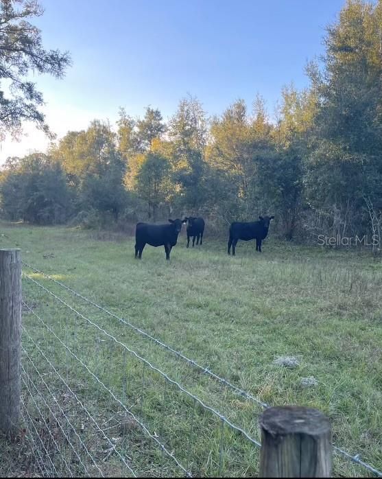 Cows Roaming the property next door