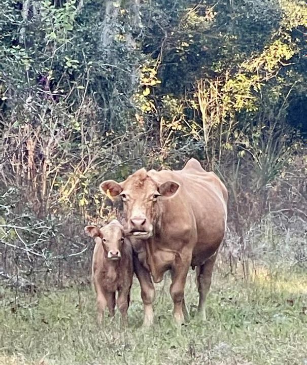 Cows Roaming the property next door