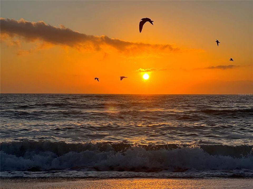 Pelicans at sunset at Englewood Beach