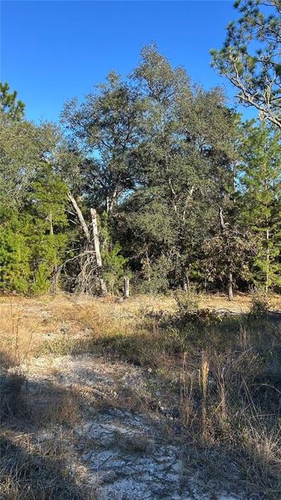 For Sale: $9,900 (0.25 acres)