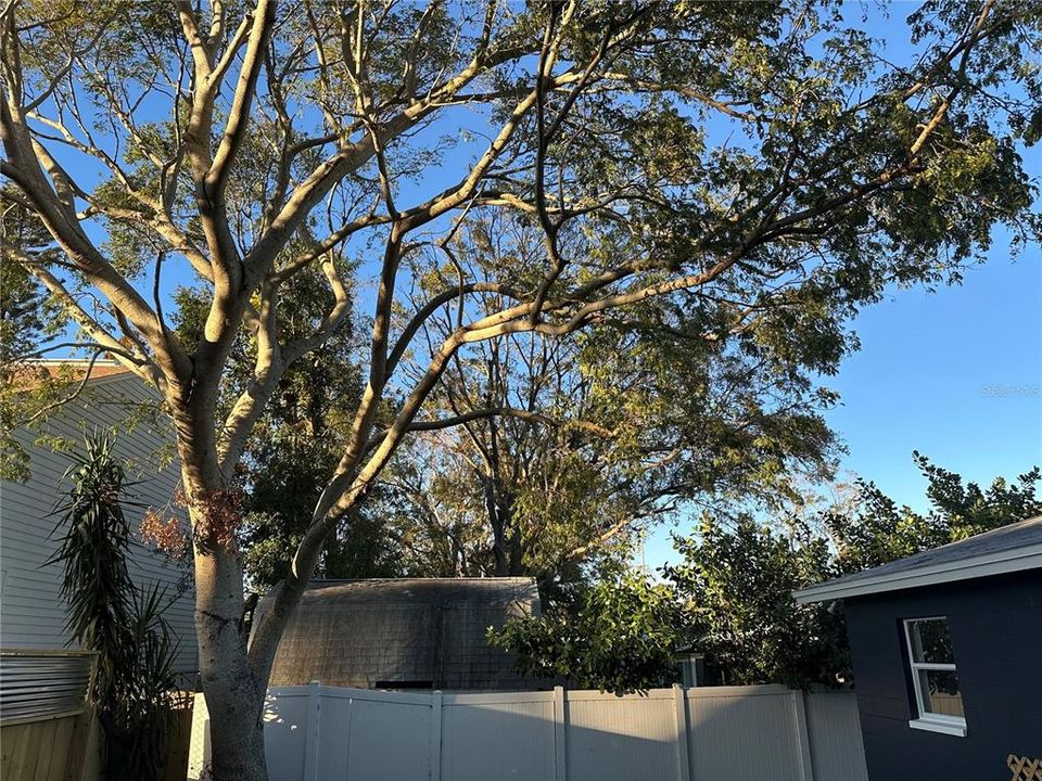 Beautiful Shade Trees